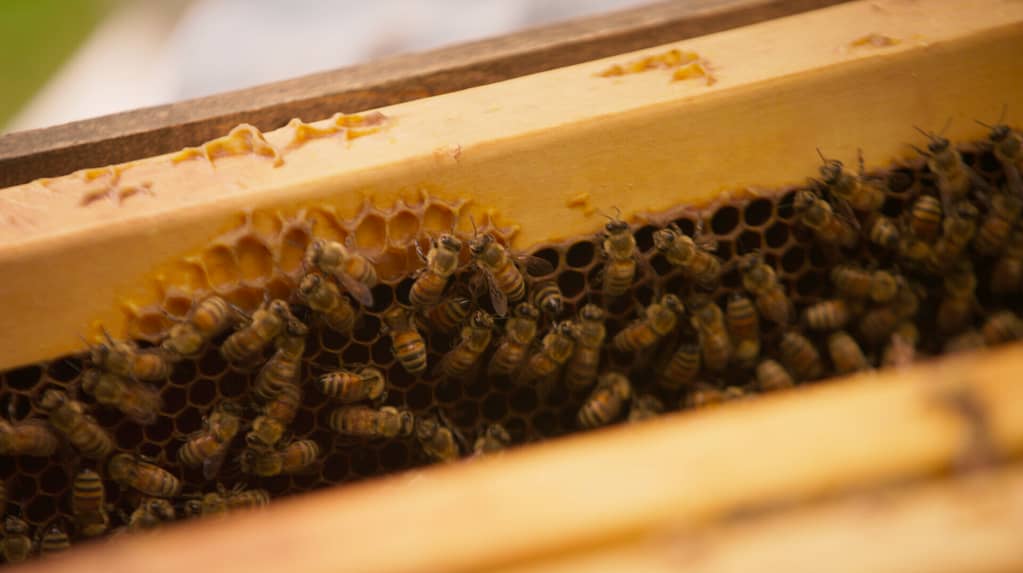 Women of Honey and Water - Camila Pardo