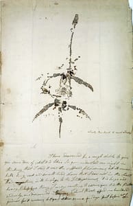 Mary Anning - The Pioneering Paleontologist Who Discovered the Jurassic Coast