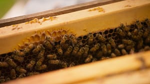 Women of Honey and Water - Camila Pardo
