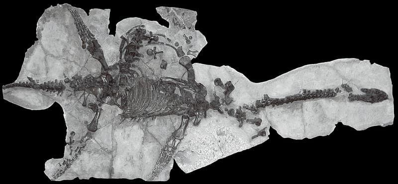 Mary Anning - The Pioneering Paleontologist Who Discovered the Jurassic Coast